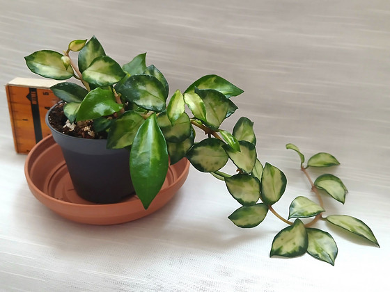 Hoya