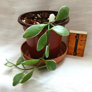 Хойя (7 фото из 9)
