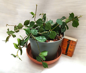 Хойя (9 фото из 9)