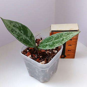 Hoya