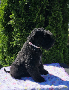 Щенки Керри блю терьер (2 фото из 3)