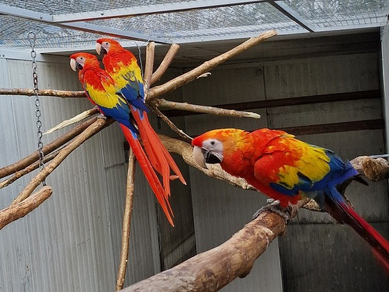 Scarlet Macaw – Linnumaailma elav leek ja tõeline isiksus