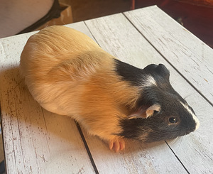 Merisiga (1 foto / 4)