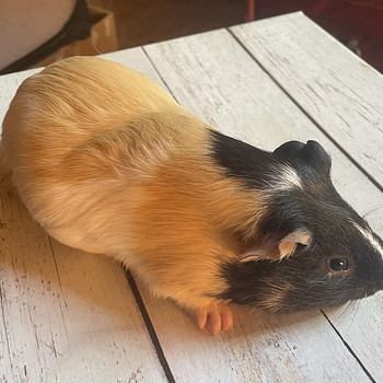 Merisiga