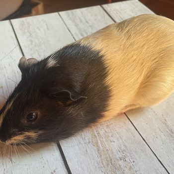 Merisiga