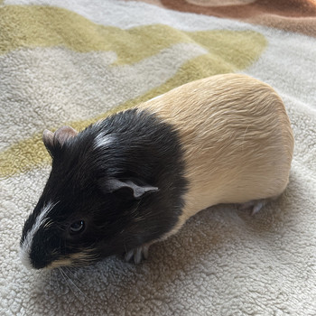 Merisiga