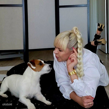 Джек рассел