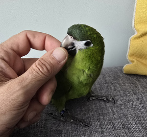 Ara nobilise papagoi poeg (7 foto / 10)