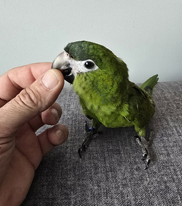 Ara nobilise papagoi poeg (8 foto / 10)