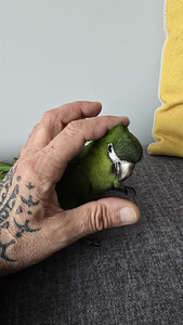 Ara nobilise papagoi poeg (9 foto / 10)