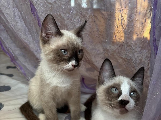 Сиамский котёнок блю-пойнт