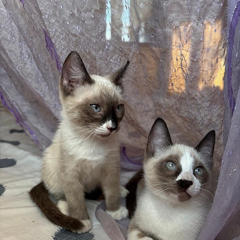 Сиамский котёнок блю-пойнт