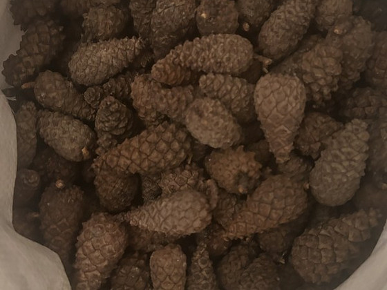 Сосновые шишки