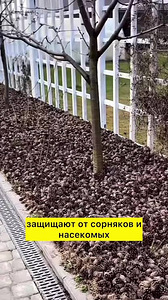 Сосновые шишки (6 фото из 6)