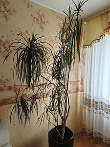Taim (1 foto / 1)