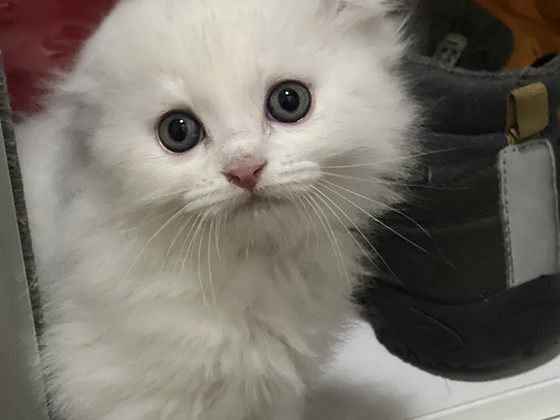 Kissanpennut