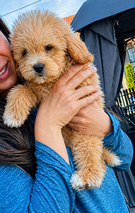 Maltipoo kutsikad (1 foto / 6)