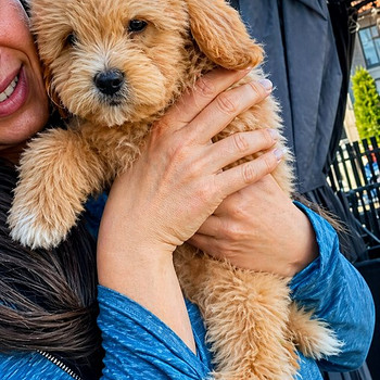 Maltipoo kutsikad