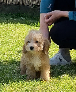 Maltipoo kutsikad (3 foto / 6)