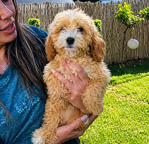 Maltipoo kutsikad (4 foto / 6)