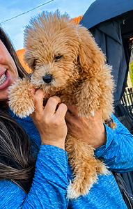 Maltipoo kutsikad (5 foto / 6)