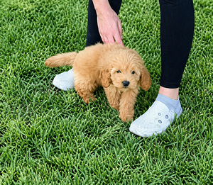 Maltipoo kutsikad (6 foto / 6)