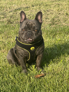 Prantsuse buldog. Paaritus (1 foto / 2)