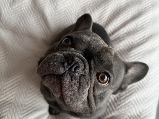 Prantsuse buldog. Paaritus
