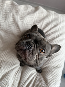 Prantsuse buldog. Paaritus (2 foto / 2)