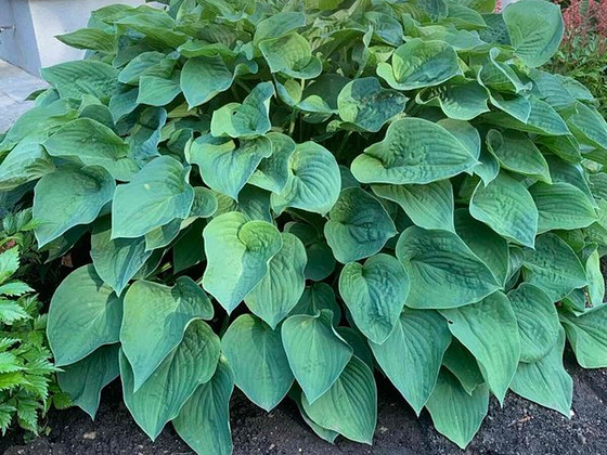 Hosta Plantaginea