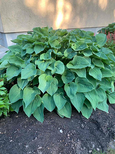 Хоста Plantaginea (1 фото из 2)