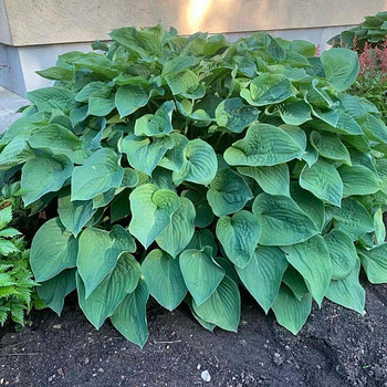 Hosta Plantaginea