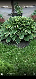 Хоста Plantaginea (2 фото из 2)