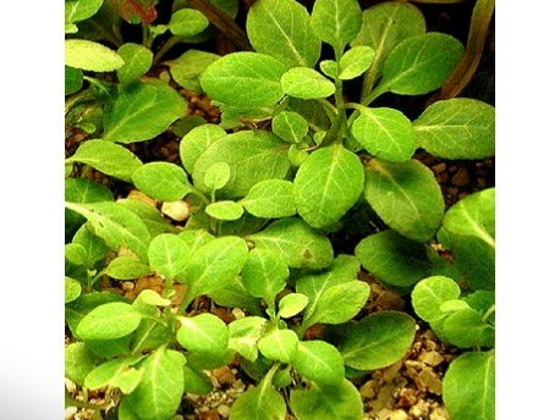 Akvaariumitaimed