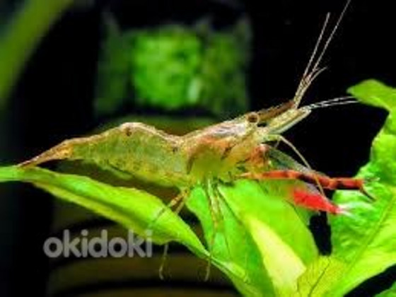 Makrobrahhiuse krevett (Macrobrachium dayanum)