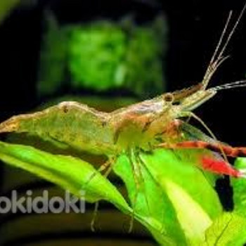Креветка Макробрахиум (Macrobrachium dayanum)