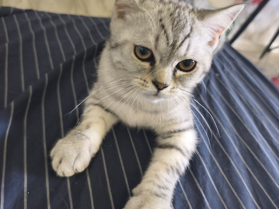 Kassipojad / Котята
