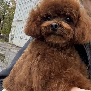 Toy puudel, Hiina, paaritus