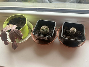 Annan ära 3 kaktust. (1 foto / 1)