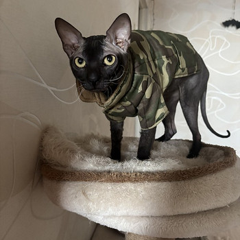 Сфинкс ищет невесту