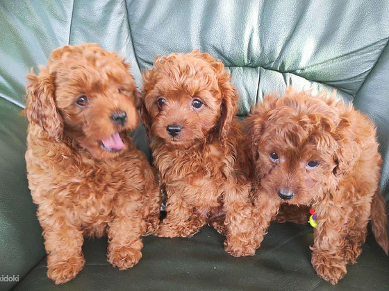 Cavapoo kutsikad