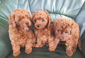 Cavapoo kutsikad (1 foto / 4)