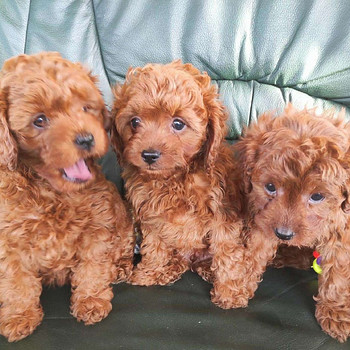 Cavapoo kutsikad