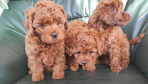 Cavapoo kutsikad (2 foto / 4)