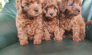 Cavapoo kutsikad (3 foto / 4)