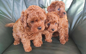 Cavapoo kutsikad (4 foto / 4)