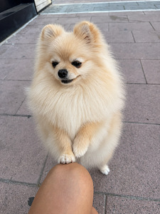 Pomeranian (3 valokuva sivusta 4)