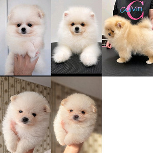 Pomeranian (4 valokuva sivusta 4)