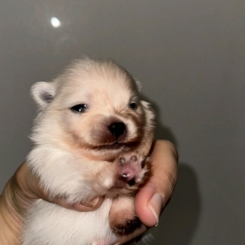 Pomeranian