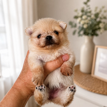 Pomeranian